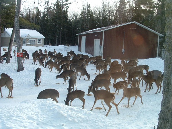 Dinner Time in Eagle River, WI
